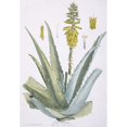 thumbnail image 2 of L'Aloe Commun, Aloe Vera Poster Print By Mary Evans Natural History Museum (24 X 36), 2 of 4