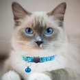 thumbnail image 2 of LAICAIW Lot de 2 Colliers pour Chat à Dégagement Rapide, Collier Réfléchissant pour Chaton avec Clochette et Dégagement de Sécurité (Bleu Pâle), 2 of 7