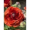 thumbnail image 1 of GSDWIUEW 10pcs Ranunculus Flower Bulbs for Lush, Multi-Petal Blooms \u2013 Transform Your Garden with These Gorgeous Flowers (G,30), 1 of 2