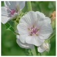 thumbnail image 5 of Everwilde Farms - 150 Marsh Mallow Wildflower Seeds - Gold Vault Seed Packet, 5 of 5