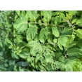 thumbnail image 4 of Moby Grape Tomato Plant - Distinctively Sweet - 2.5" Pot, 4 of 4
