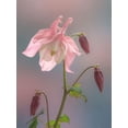 thumbnail image 2 of Jaynes Gallery 12x14 Black Ornate Wood Framed with Double Matting Museum Art Print Titled - Washington State-Seabeck Columbine blossom close-up, 2 of 4