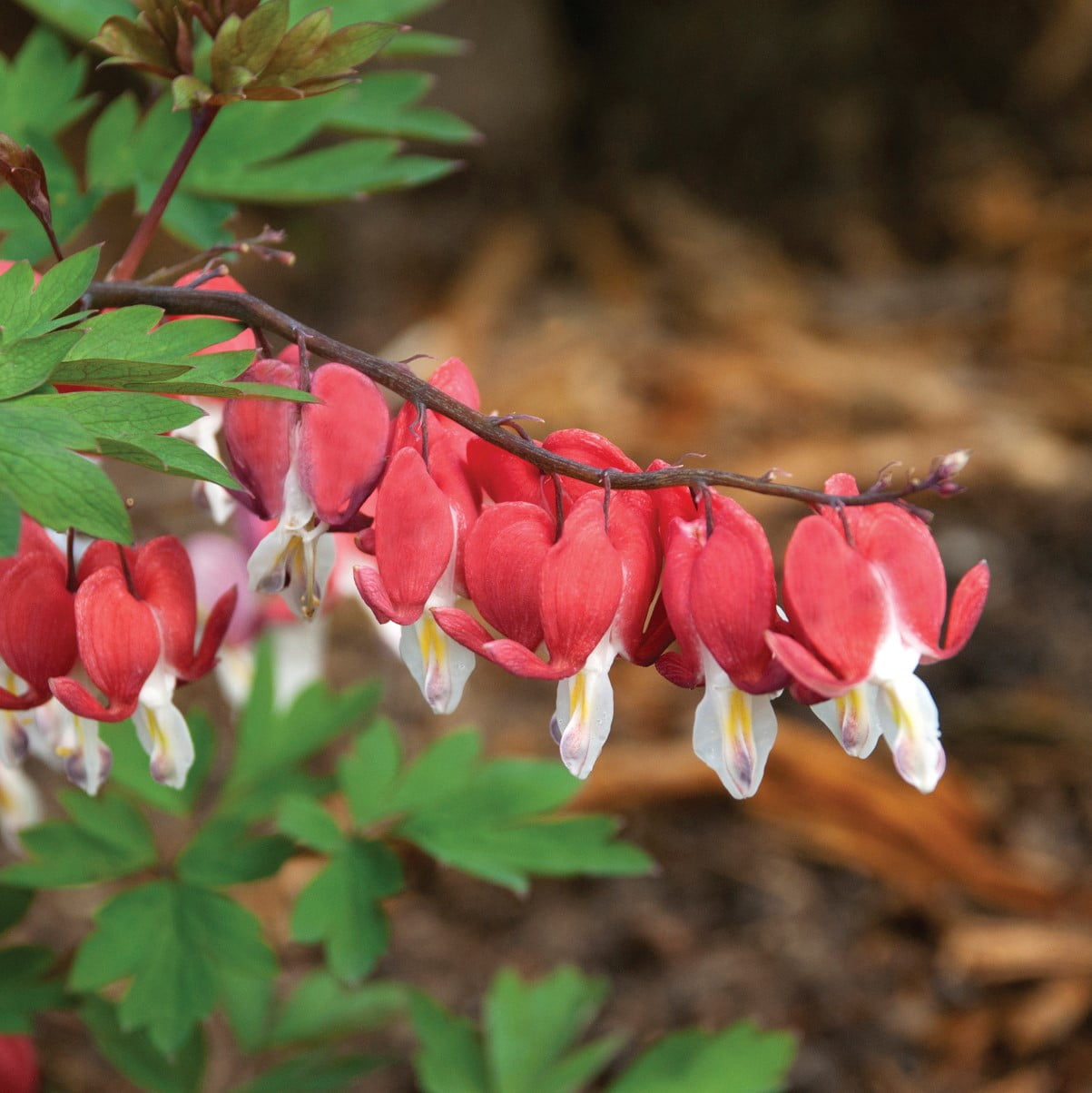 Better Homes & Gardens 2.5 Quart Multicolor Dicentra Bleeding Heart Perennial Live Plants