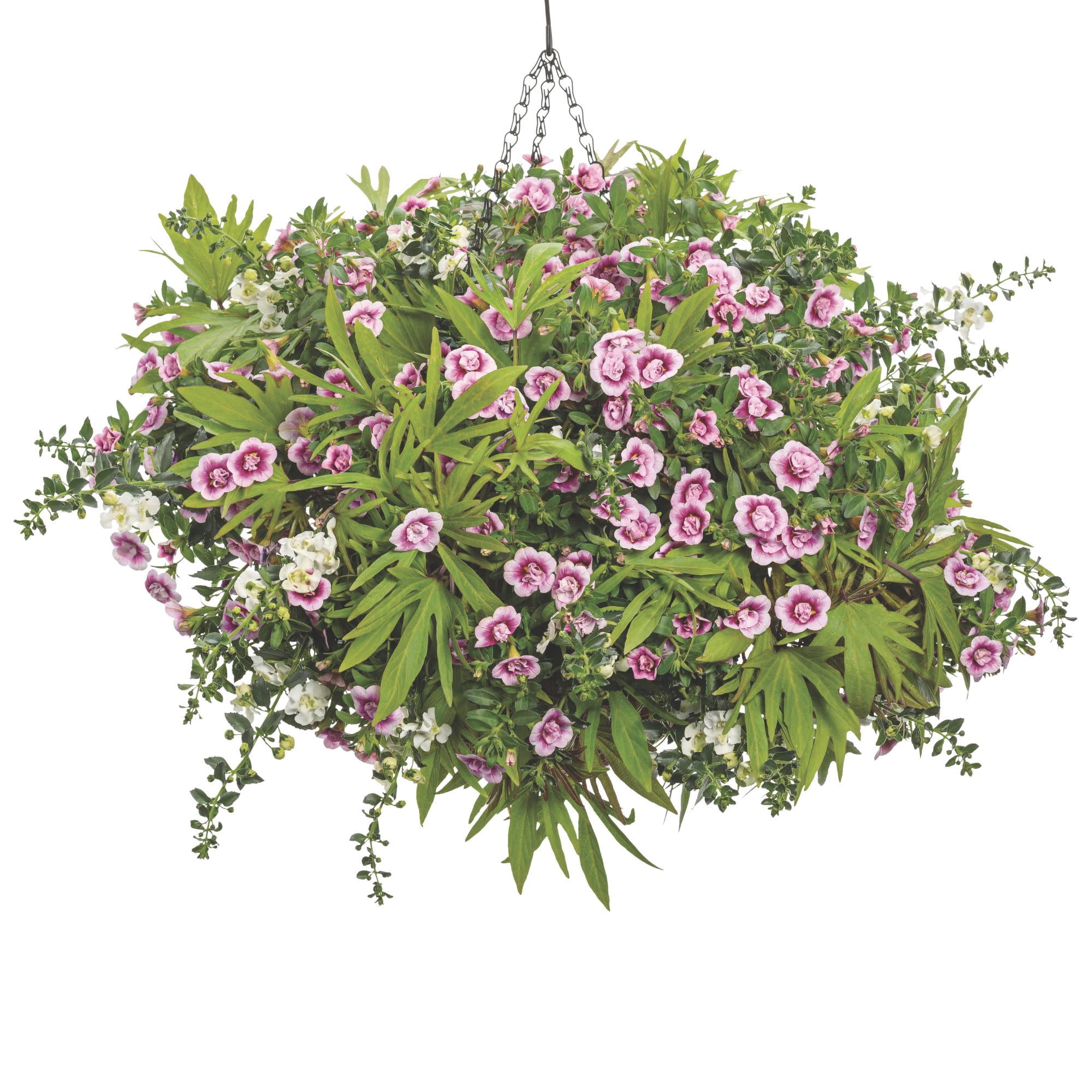 Proven Winners 4" Superbells Double Smitten Pink Calibrachoa Live Plant in 4.25" Pot (4 Count)