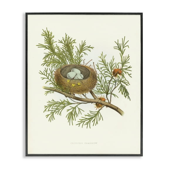 Stupell Industries Forest Bird Nest on Branch Plants & Flowers Painting Black Framed Art Print Wall Art, 11 x 14