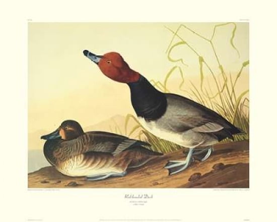 Red-headed Duck (de