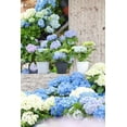 thumbnail image 4 of Pot de fleurs Mainstays Basic Bell 15 cm, blanc, design classique avec soucoupe intégrée, résistant aux intempéries, finition mate., 4 of 5