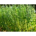thumbnail image 2 of TomorrowSeeds - White Sesame Seeds - 1500+ Count - For 2026 Planting Benne Gingelly Til Simsim Ellu, 2 of 9