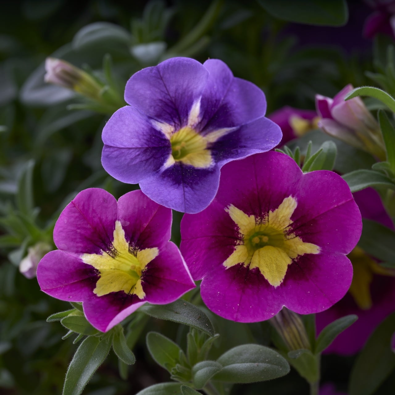 Better Homes & Gardens 3QT Multicolor Calibrachoa Live Annual Plant Decorative Pot Sun 2-Pack