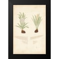 thumbnail image 2 of Vision Studio 13x18 Black Modern Framed Museum Art Print Titled - Fern Study III, 2 of 5
