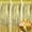 Gold, variant on KIRIKOU Pack of 3 Pink Foil Fringe Curtains Backdrop Party Decoration, 3.2ft x 6.5ft Metallic Tinsel Curtain Photo Backdrop for Birthday Bachelorette Party Bridal Baby Shower Decorations