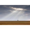 thumbnail image 1 of Posterazzi DPI1865613 Acacia Tree - Kenya Africa Poster Print, 18 x 12, 1 of 1