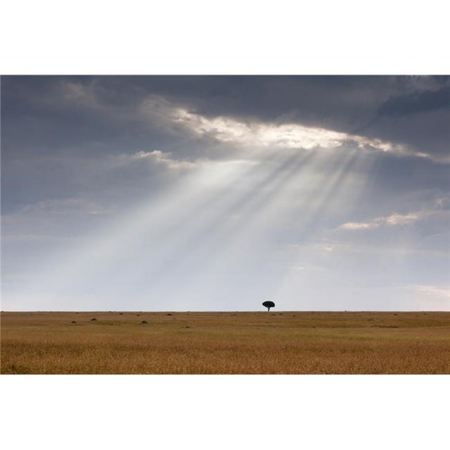 Posterazzi DPI1865613 Acacia Tree - Kenya Africa Poster Print, 18 x 12