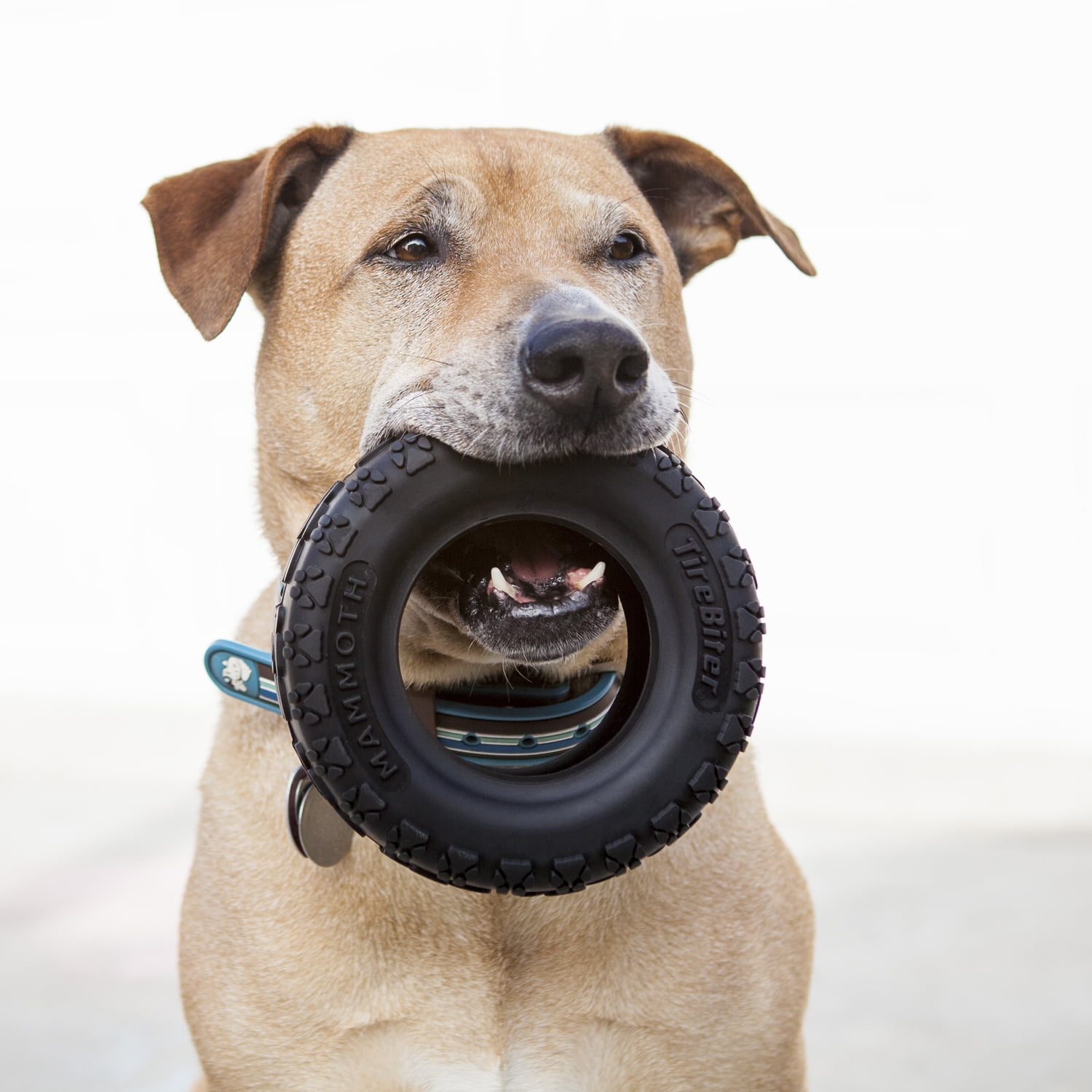 Mammoth TireBiter Advanced Rubber Dog Toy, Large, 6"