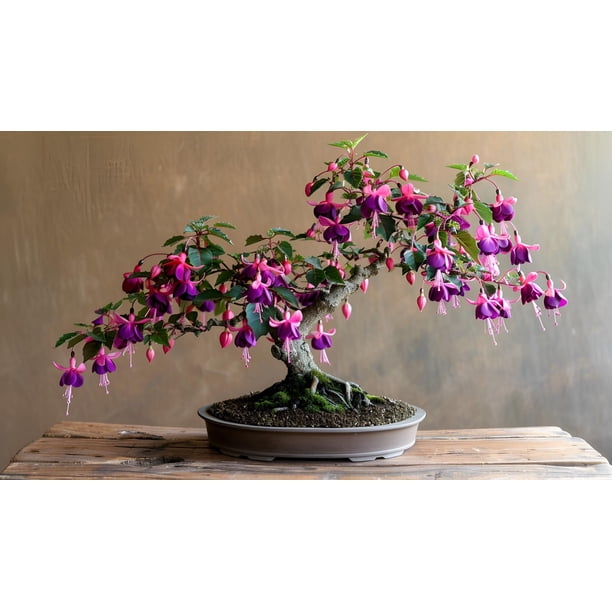 CZ Grain 30 Fuchsia Gum Bonsai Tree Plant Seeds - Walmart Business