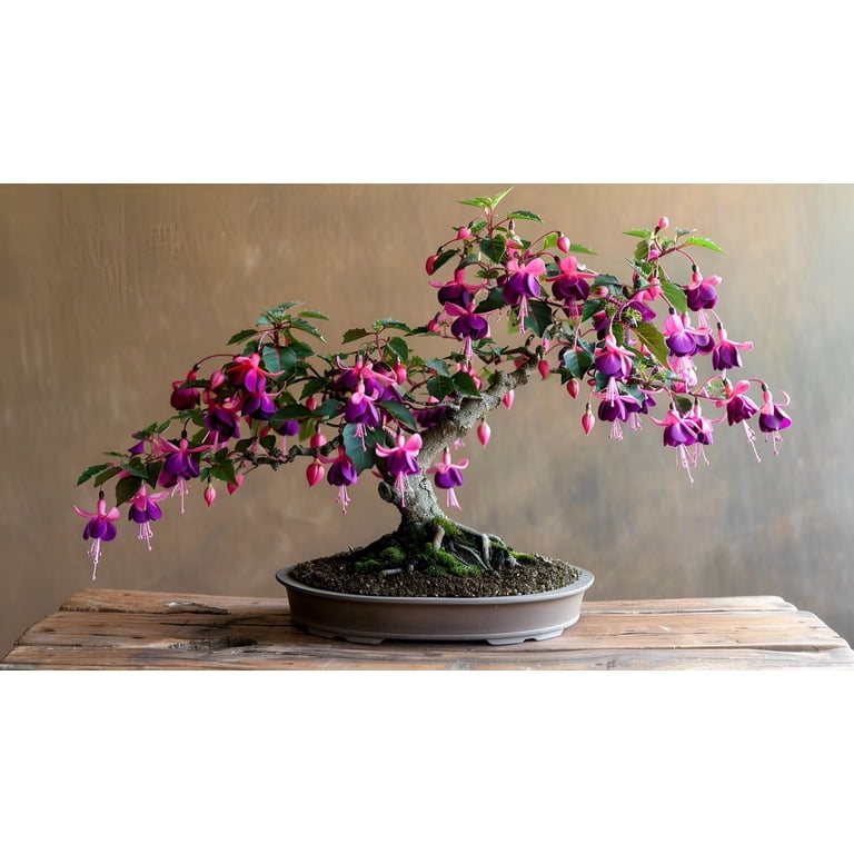 CZ Grain 30 Fuchsia Gum Bonsai Tree Plant Seeds - Walmart.com