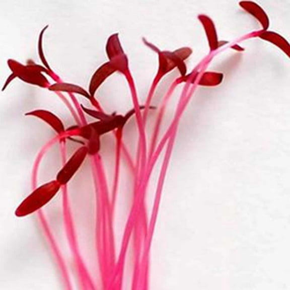 Red Garnet Amaranth Microgreens Seeds - 4 g Packet ~4000 Seeds - Seed for Growing Micros, Indoor Gardening, Micro Greens Salad