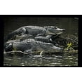 thumbnail image 2 of Williams, Joanne 18x13 White Modern Wood Framed Museum Art Print Titled - Florida Alligators rest on island in wetlands, 2 of 4