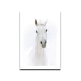 thumbnail image 1 of Caballo blanco pintura al óleo lienzo póster impresión HD animales artísticos cuadro de pared sin marco sala de estar dibujo al óleo Vogacara JJ11742-01, 1 of 5
