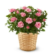 From You Flowers - Pretty Pink Rose Plant for Birthday, Anniversary, Get Well, Congratulations, Thank You, All Occasions