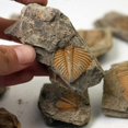 thumbnail image 4 of 1 Pce Fossiles de Queue de Trilobite Naturels Spécimens d'Enseignement, 4 of 5