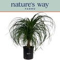 thumbnail image 5 of Nature's Way Farms Ponytail Palm Live Plant (15-22 inches tall) in growers pot, 5 of 5