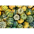 thumbnail image 3 of 15 Seeds CARNIVAL SQUASH Winter Cucurbita Pepo Vegetable Seeds, 3 of 11