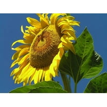 Sunflower, Mammoth Russian, 100 Seeds per Pack, Newly Harvested, 8-12 Foot Tall, Giant Blooms