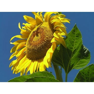Sunflower, Mammoth Russian, 500 Seeds per Pack, Newly Harvested, 8-12 Foot Tall, Giant Blooms