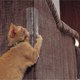 thumbnail image 2 of 2-Pack Cats Scratch Deterrents Tape Clear Furniture Protectors from Cats Scratching for Couch Anti-Scratch Pads L, 2 of 5