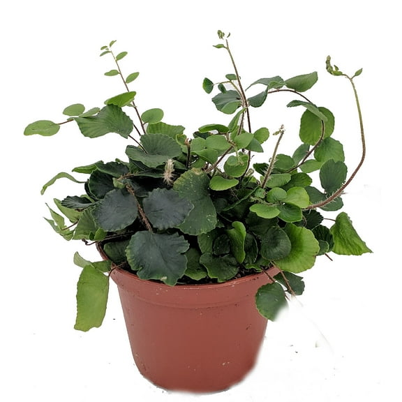 Button Fern - Pellaea rotundifolia - Unusual - 2.5" Pot