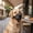 Black, variant on Breathable Mesh Dog Muzzle, Adjustable Pet Mouth Guard for Biting Barking and Scavenging, Soft Anti-Licking Training Mask for Grooming and Daily Walks