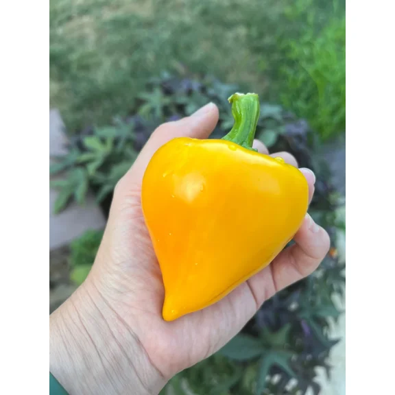 Lesya Orange Pepper Seeds Heirloom Heritage Breed Premium Seed Packet