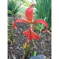 thumbnail image 2 of 3 Aztec Lily--- Formosissima, 2 of 5