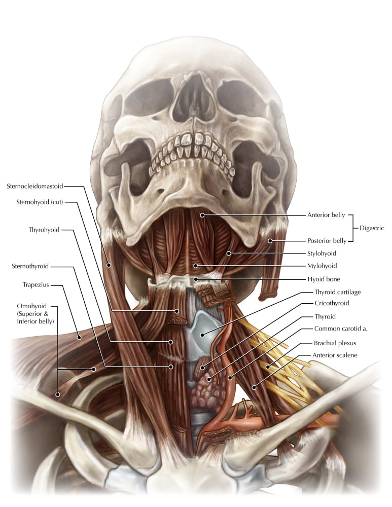 Anatomy of the Neck Poster Print by Evan OtoScience Source - Walmart