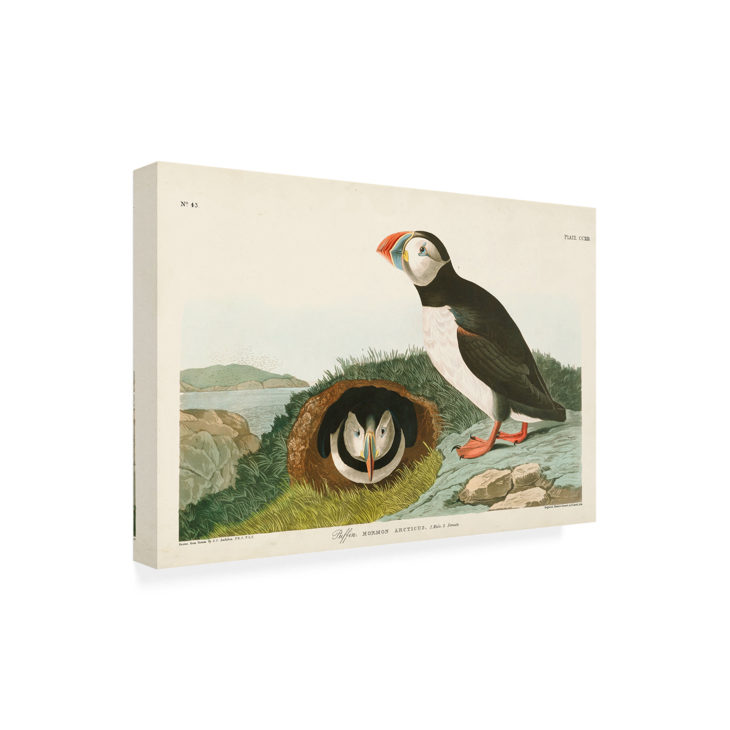 John James Audubon 'Puffin' Canvas Art