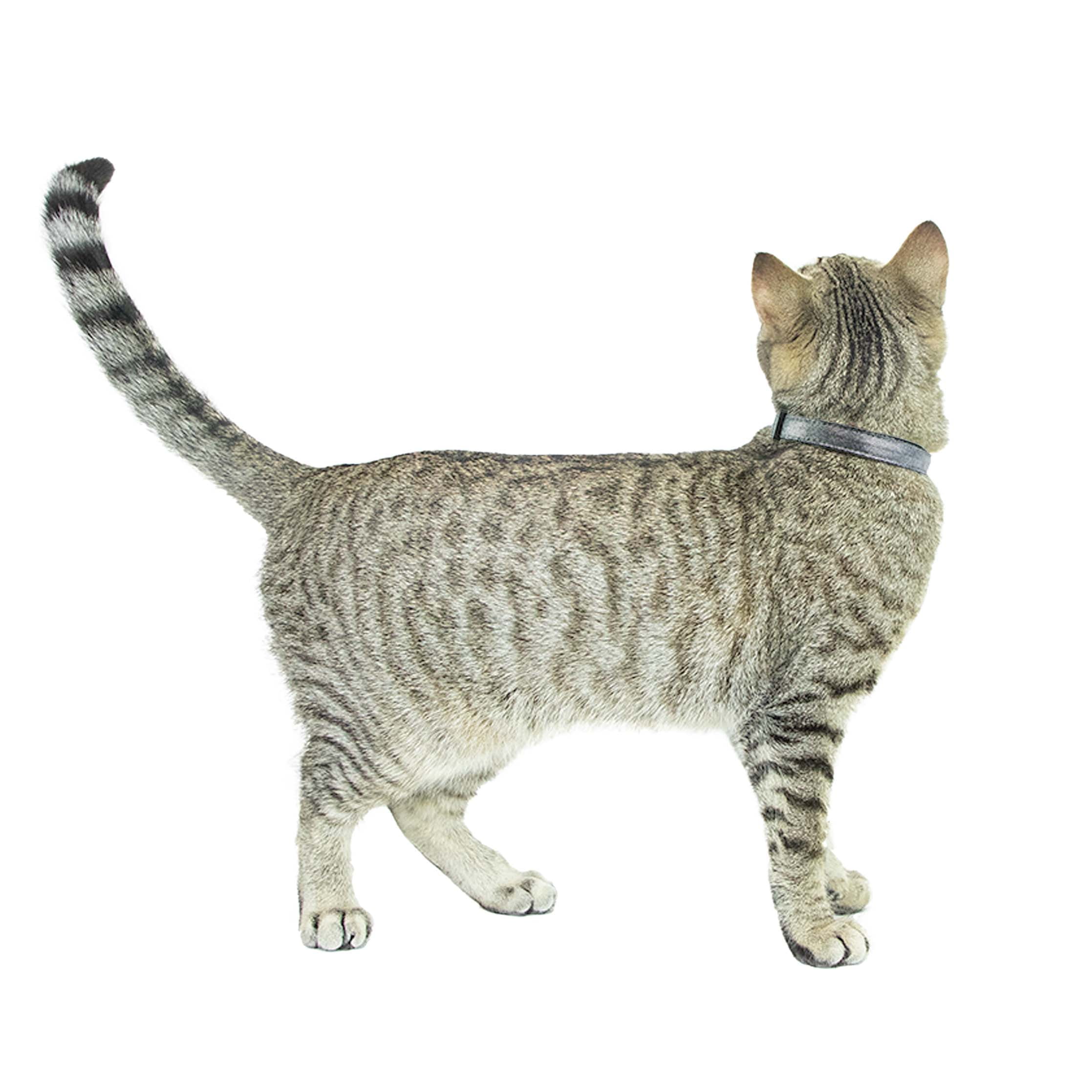 Vibrant Life 2-Pack Wide Cat Collar, Black with Silver Dots, and Mulit Leopard, One Size