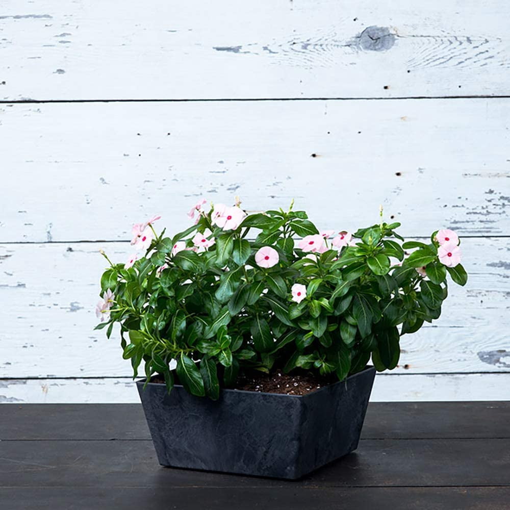 Root & Vessel Ella Low Square Planter, Black, 10"