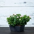 thumbnail image 5 of Root & Vessel Ella Low Square Planter, Black, 10", 5 of 11