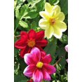 KIRA SEEDS Dahlia STF9 Funny Guys Mix Annual Flowers for Planting