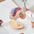 thumbnail image 1 of VEVOR Anatomía del modelo de cerebro humano, modelo anatómico de cerebro humano de 4 partes de tamaño real 2X con etiquetas y base de visualización, 1 of 9