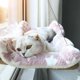 thumbnail image 3 of Hanging Cat Bed Pet Cat Hammock Aerial Cats Bed House Kitten Climbing Frame Sunny Window Seat Nest Bearing 20kg Pet Accessories ShopWise Round, 3 of 12