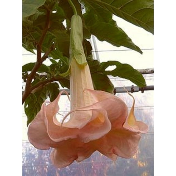 10 Cantaloupe Angel Trumpet Seeds