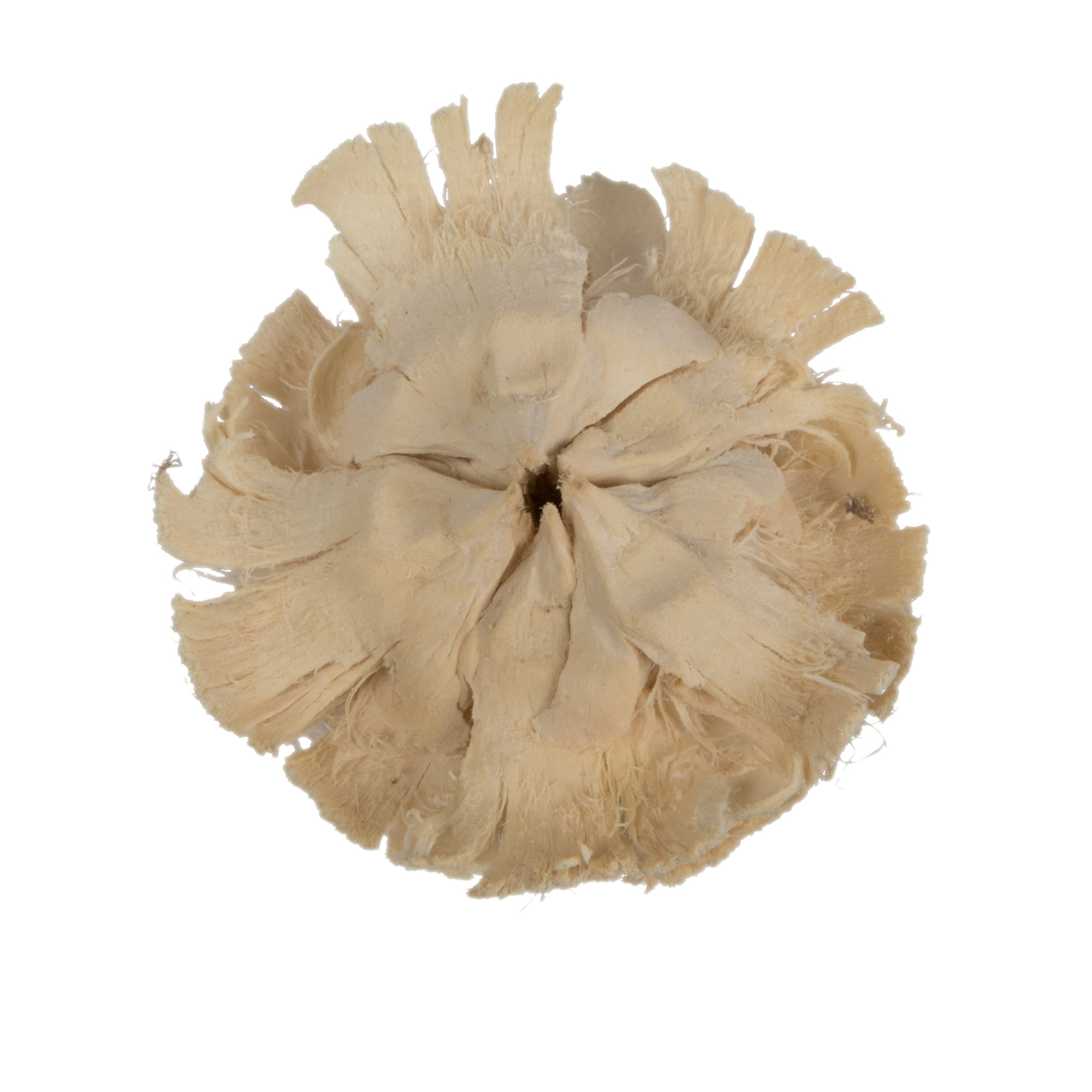 Vickerman Natural Botanicals 1.3"-1.75" Cedar Rose, Bleached. Includes 50 pieces per polybag.