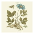 thumbnail image 3 of Miller, John 12x12 Black Modern Framed Museum Art Print Titled - Custom Bashful Blue Florals I, 3 of 5