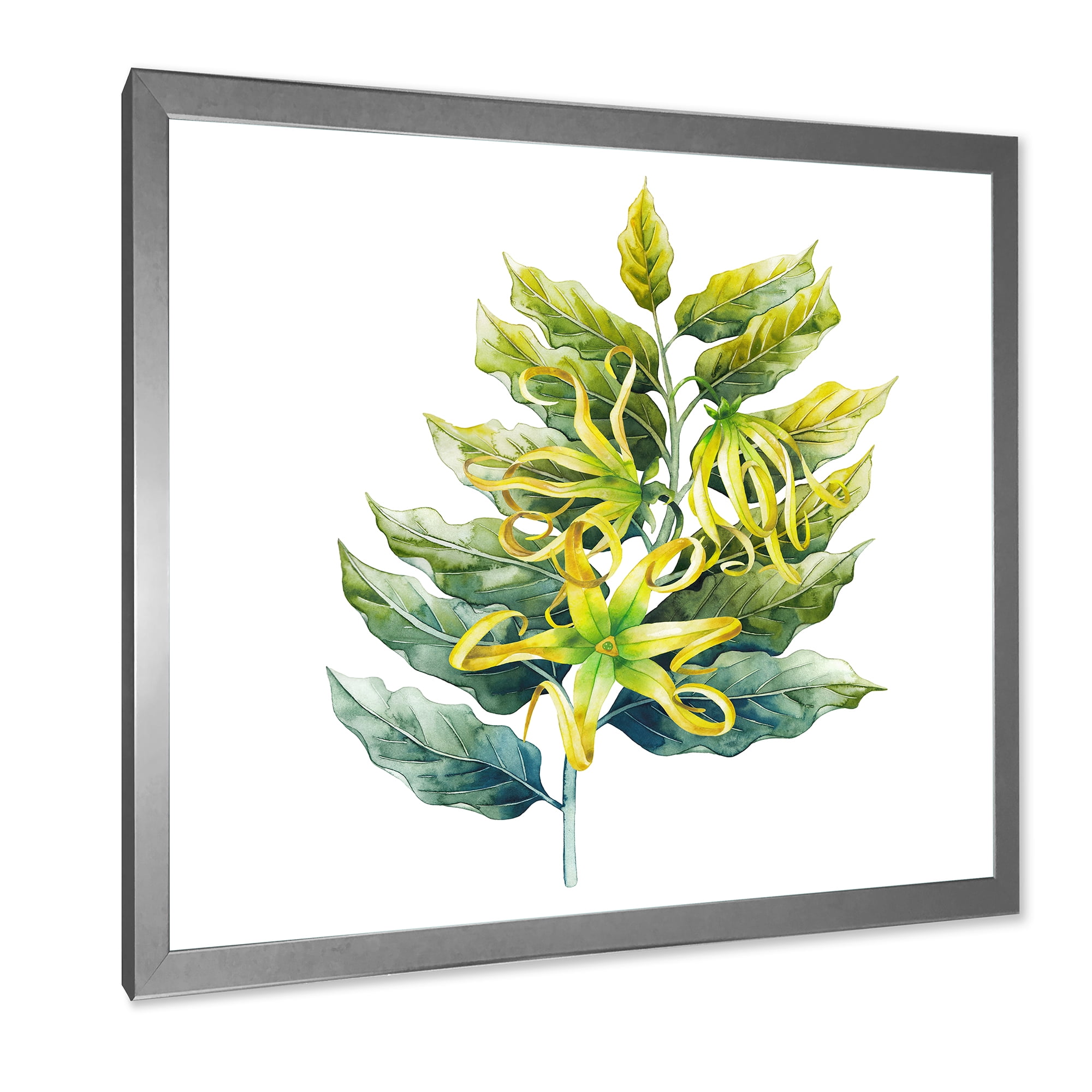 Designart 'Ylang Ylang Flower On White' Traditional Framed Art Print
