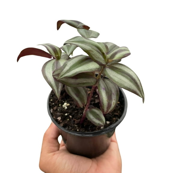 Tradescantia Zebrina 'Wandering Dude', 4" Pot, Indoor Houseplant, Easy Care, Live Plant for Indoor & Outdoor