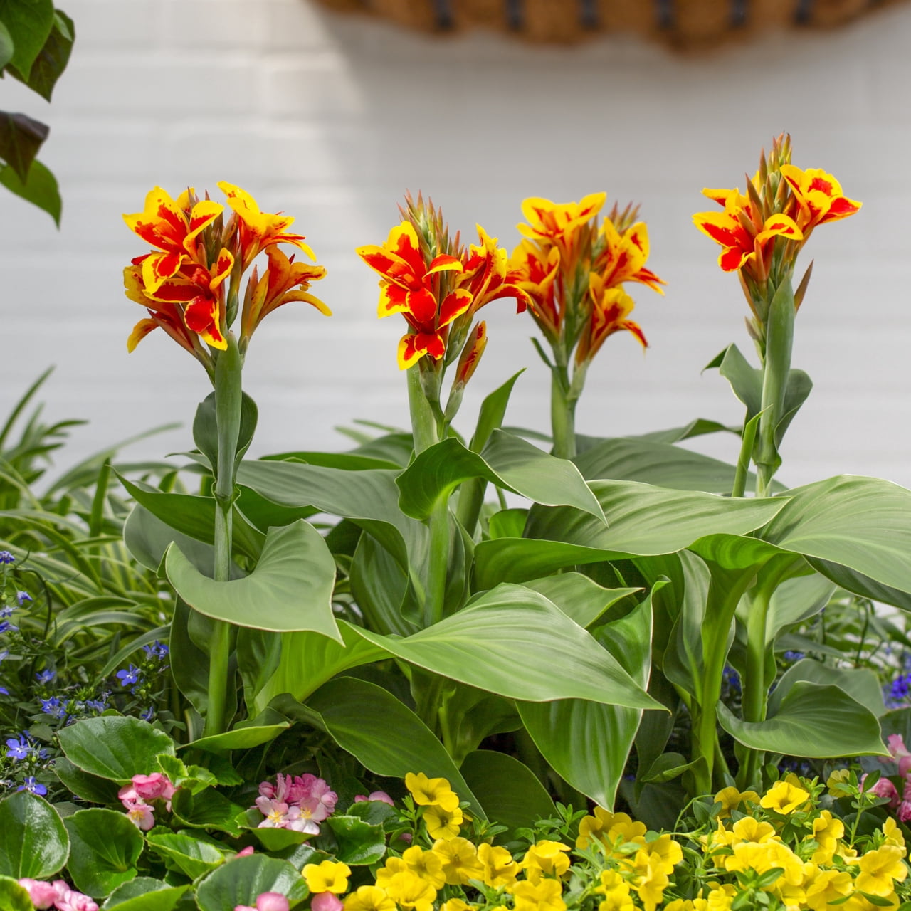 Better Homes & Gardens 2.5QT Multicolor Canna Lily Live Annual Plant Sun 3-Pack