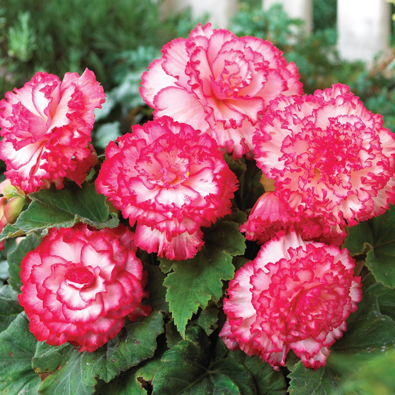 Van Zyverden Begonia Picotee Pink & White Flower Bulb MultiColor Full