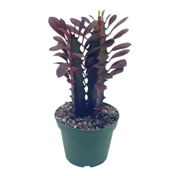 BubbleBlooms Euphorbia Trigona, Red Original Color African Cathedral Cactus Milk Tree- 4 Inch Pot